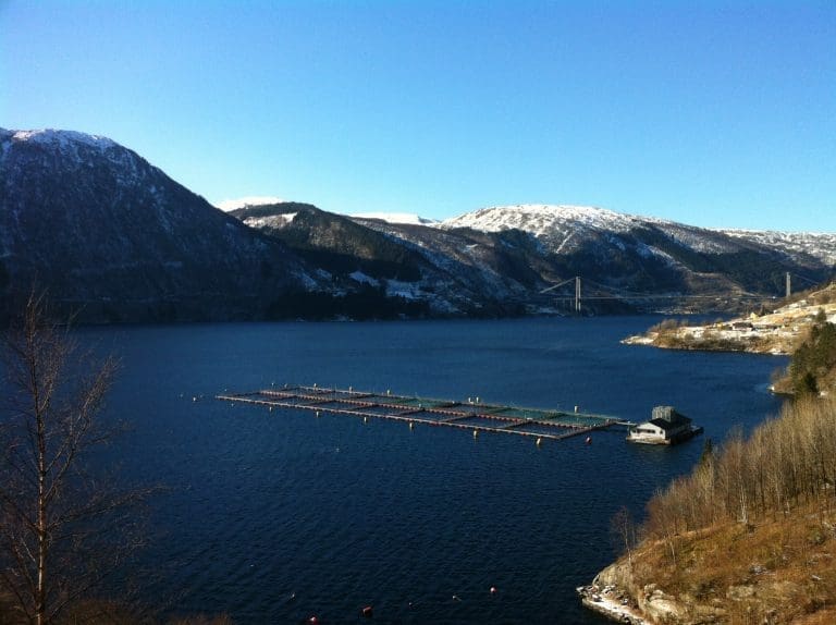 Skretting frykter ikke Marine Harvests fôrplaner