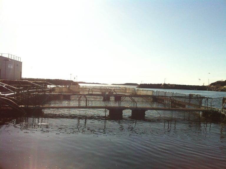 Marine Harvest tjente 480 mill i første kvartal