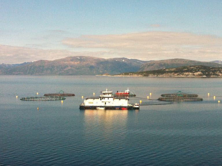 Marine Harvest-rømming i Kvænangen 