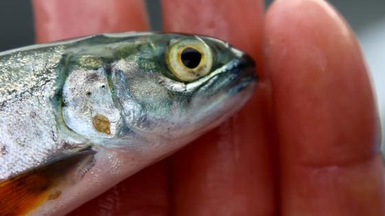 Rekordutsett av ettårig smolt