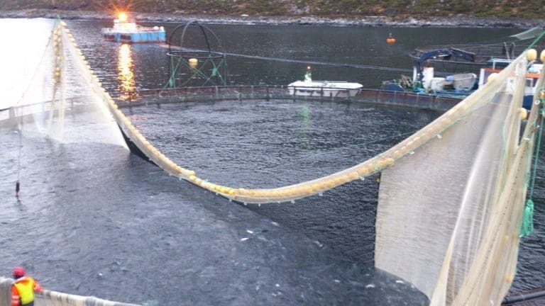 Hydrogenperoksid kan skade nøter