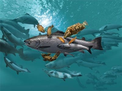Frykt for svensk fiskesmitte