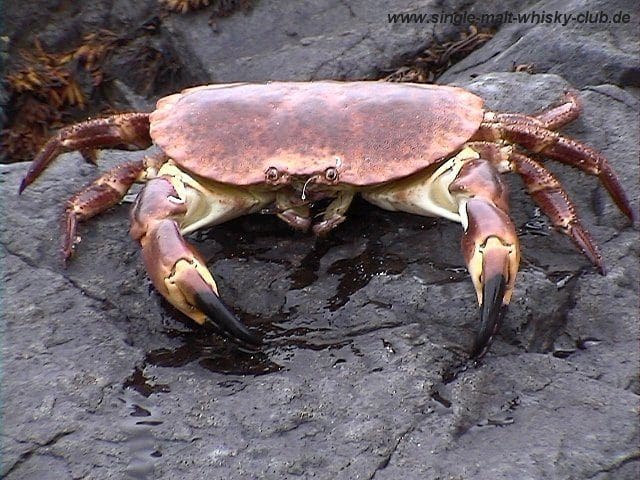 Oppdrett ikke kilde til kadmium i krabber