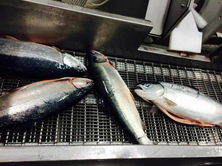 Fire av ti spiser mer fersk fisk