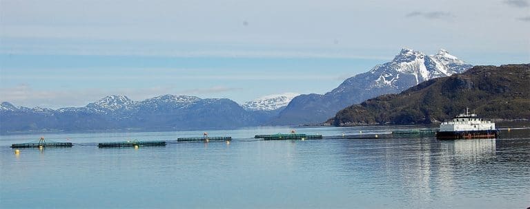 -Utelukker ikke rekordpriser på laks i 2015