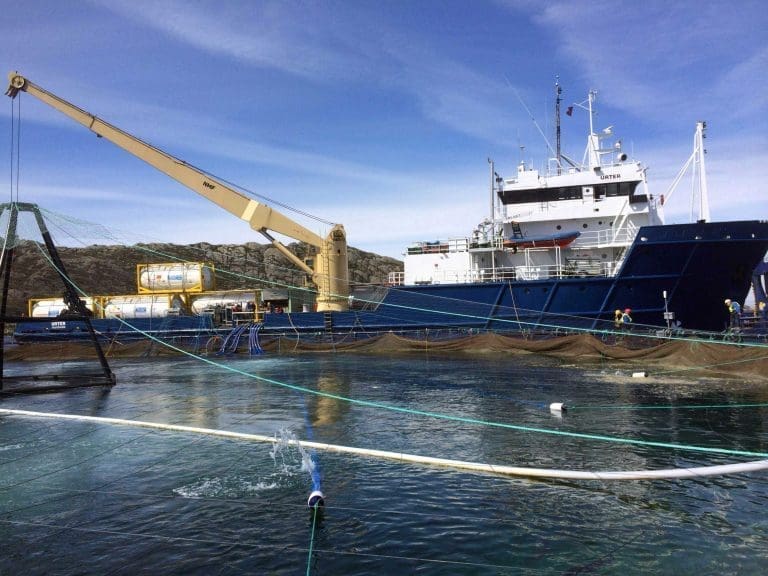 Denne bedriften tjener på luseutfordringene
