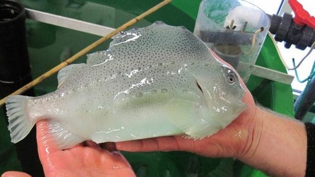 – Interessen for rensefisk er veldig stigende