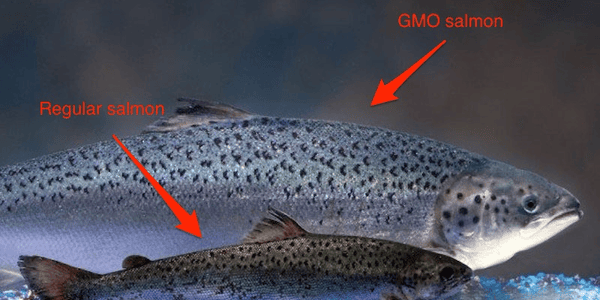 Science-journalist mener GMO-laks er trygg