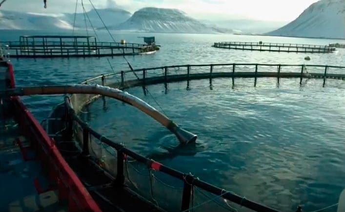 Slik drives lakseoppdrett på Island