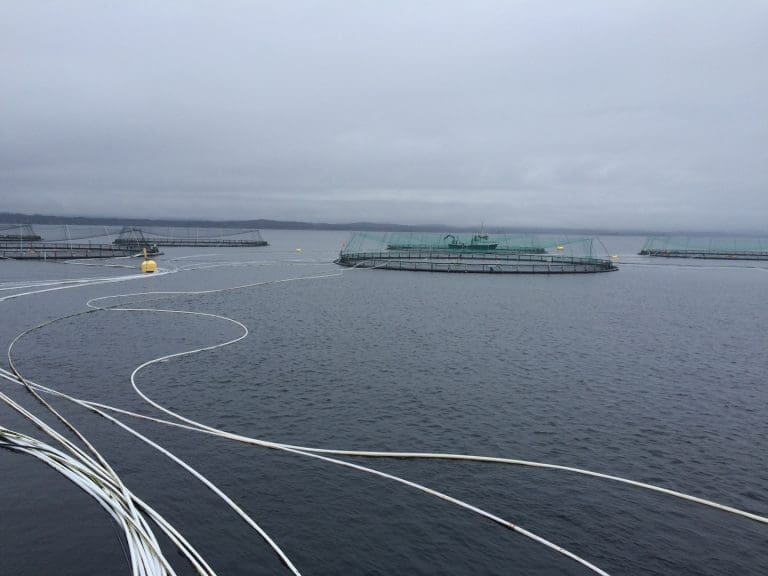 Fallende fôrsalg i varm sjø