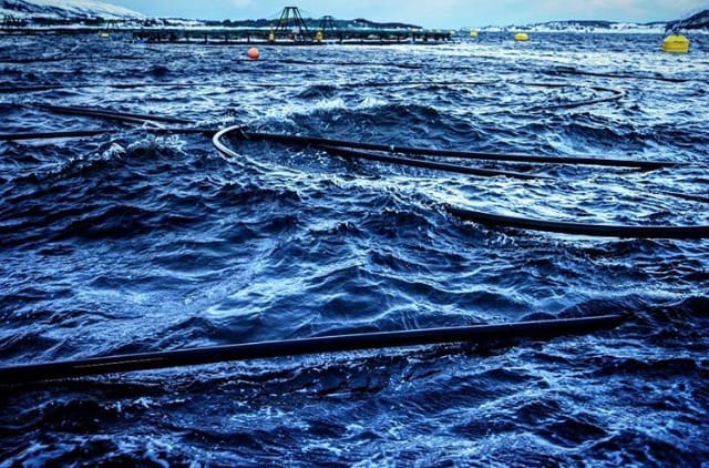 Rømming for Marine Harvest