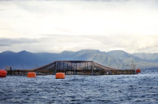 Cermaq Chile fusjonerer med Salmones Humboldt