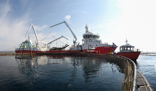 Lerøy anker millionbot fra Mattilsynet