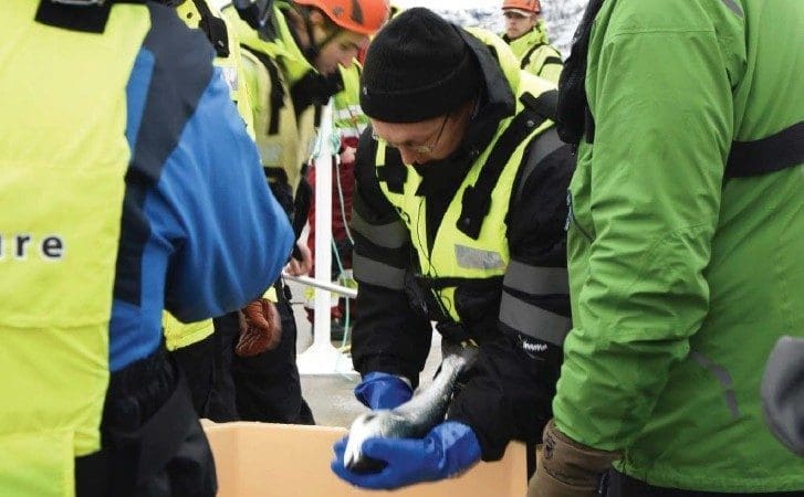 Endring i akvakulturdrifts-forskriften vil føre til dårligere fiskevelferd