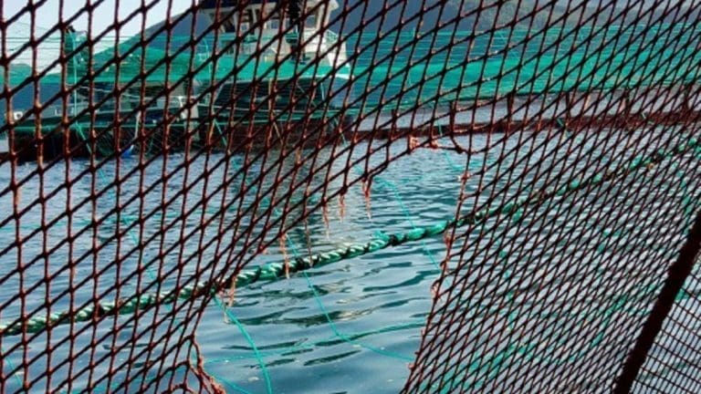 Marine Harvest-rømming: – Vi er selvsagt lei oss for at det har skjedd ei stor rømming