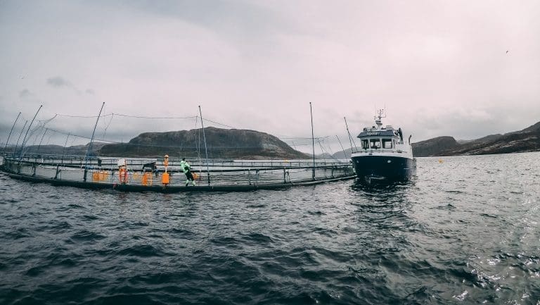 Bjørøya svidde av nesten 600 millioner kroner på nye konsesjoner: – Vi er omtrent uten gjeld