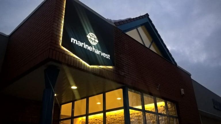Innsidere kjøper aksjer i Marine Harvest