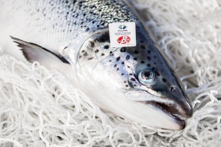 Refsnes Laks og Namdal Settefisk Label Rouge-sertifisert