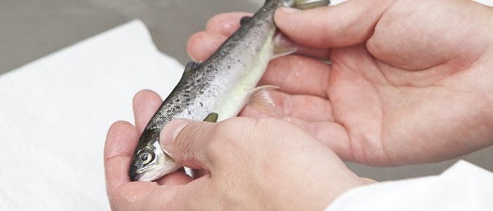 SuperSmolt FeedOnly-patentet innvilges