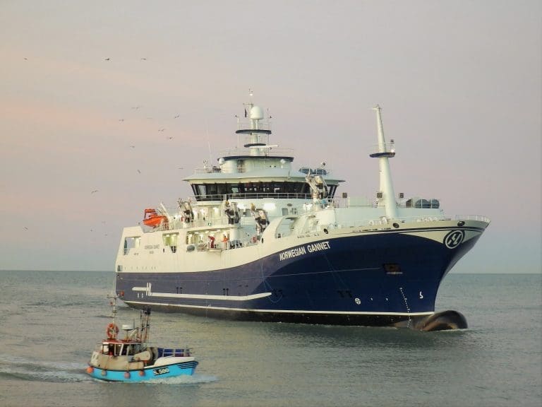 Etter tre måneder i drift har “Norwegian Gannet” slaktet 2.800 tonn laks