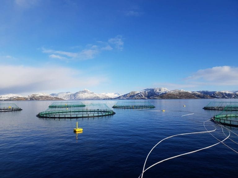 Kvarøy Fiskeoppdrett vil droppe diesel til fordel for elektrisk strøm: – Det blir et betydelig millionløft
