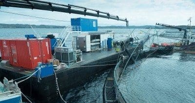 Oppdrettslaks har smerteadferd ved avlusning i vann med 28 grader og oppover