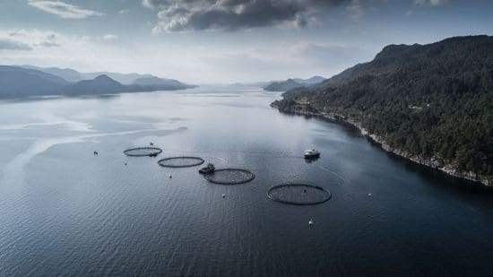 Krevende biologiske forhold og økt skattetrykk for Seashore Sjø