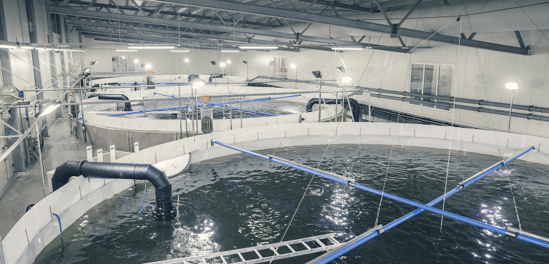 Salangfisk kan ha mistet opptil 800.000 smolt: – 2019 blir et år vi ønsker å glemme