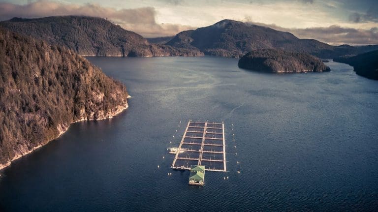 Lave oksygennivåer i sjøen ga økt dødelighet for Grieg Seafood BC