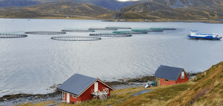 Grieg Seafood Finnmark må slakte ut en million småfisk etter funn av sjelden parasitt