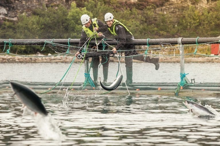 Cermaq inngår samarbeid med OptoScale for å optimalisere fôring og tilvekst