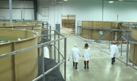 AquaBounty sikter på en årsproduksjon på 50.000 tonn genmanipulert laks innen 2028