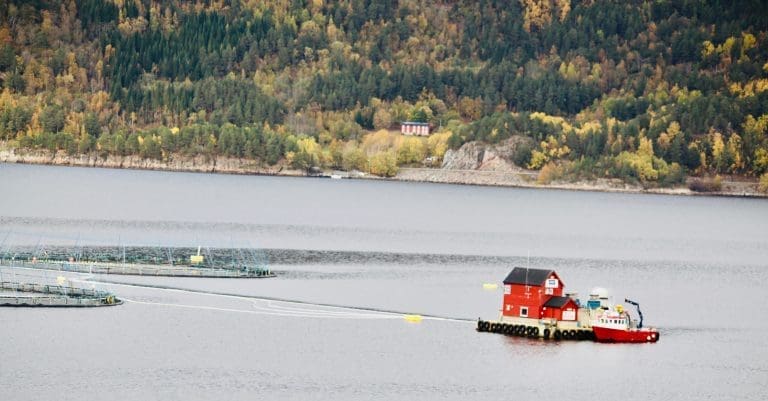 Laks og sild dro sjømateksporten til nye høyder i oktober