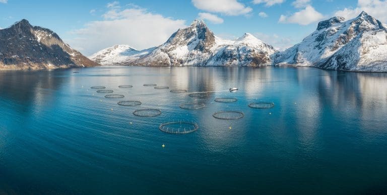 SalMar fikk perlesnormaneten på besøk. Måtte destruere 1,2 millioner laks.