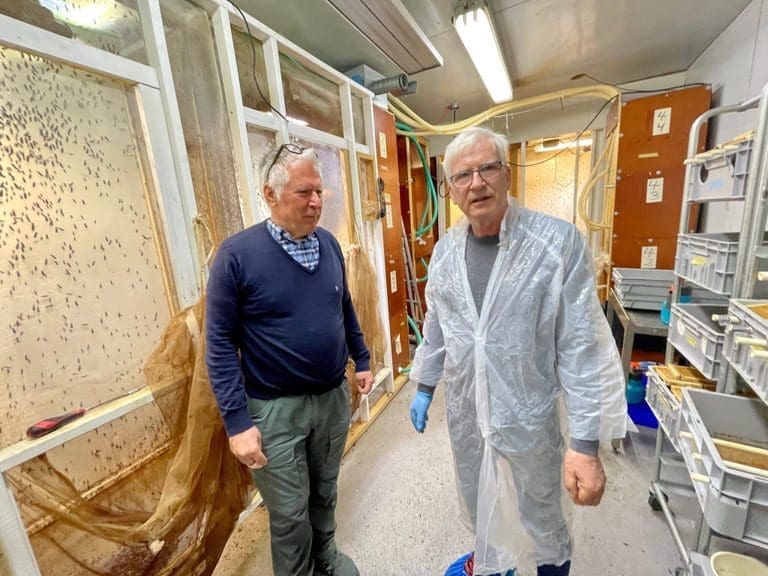 Larveproduksjon på Meløy legges ned