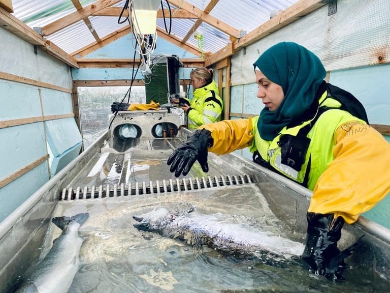 Tre fjerdedeler av landets dyreforsøk er knyttet til laks