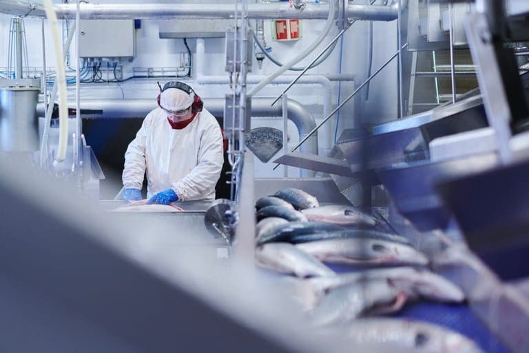 Grieg Seafood vil bygge nytt slakteri og foredlingsanlegg