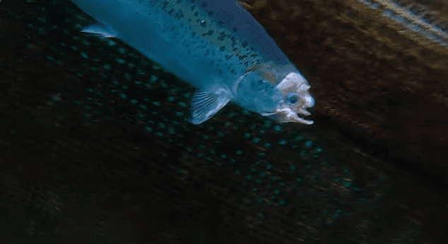 Groteske bilder viser omfattende problemer med fiskevelferd på Island