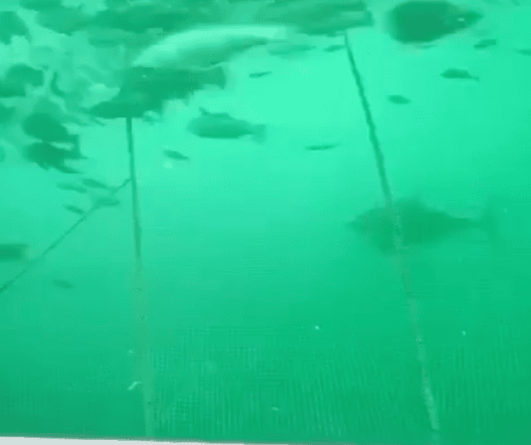 Her jakter makrellstørjene i flokk ved oppdrettsmerden til Sulefisk