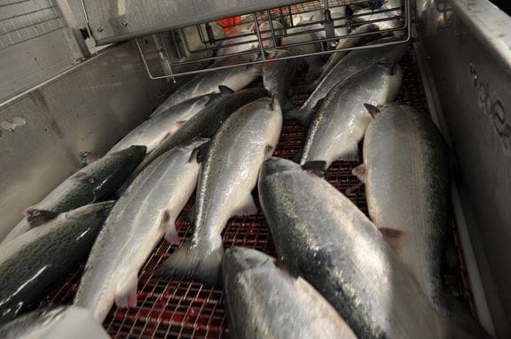 Mattilsynet kontrollerte slakterier: 60 prosent hadde avvik knyttet til bedøvelse av fisk