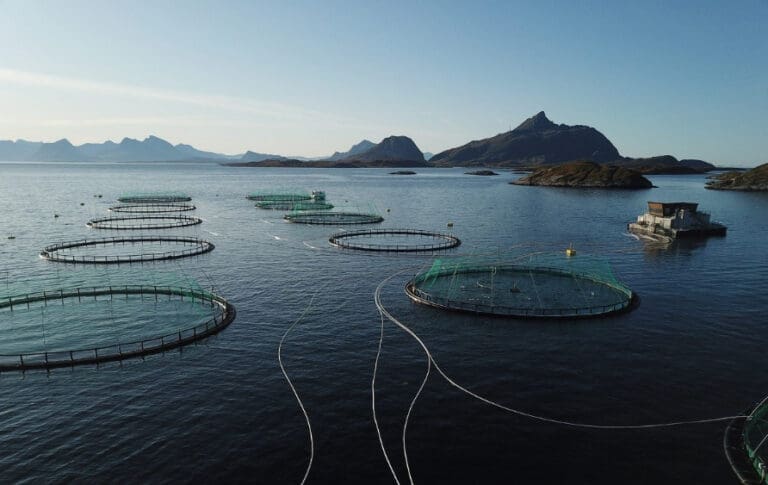 Comeback for Kvarøy Fiskeoppdrett