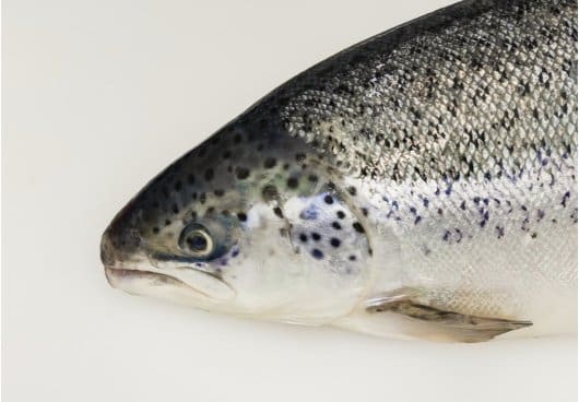 Nordic Aqua Partners har testslaktet fem kilos fisk ved anlegget i Kina