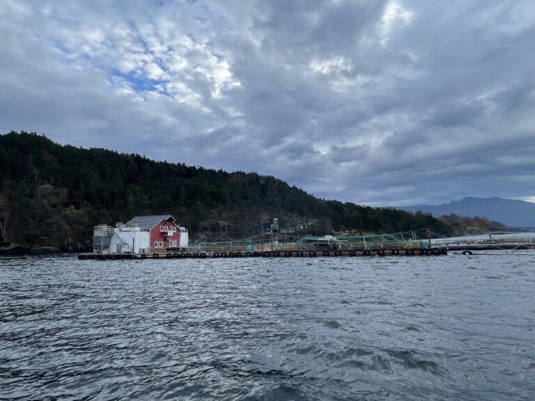Prissikring og rekordhøyt slaktevolum reddet Eide Fjordbruk