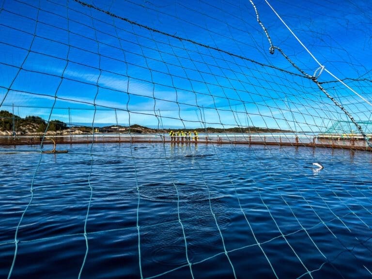 Lave slaktevolumer ga underskudd for Telavåg Fiskeoppdrett