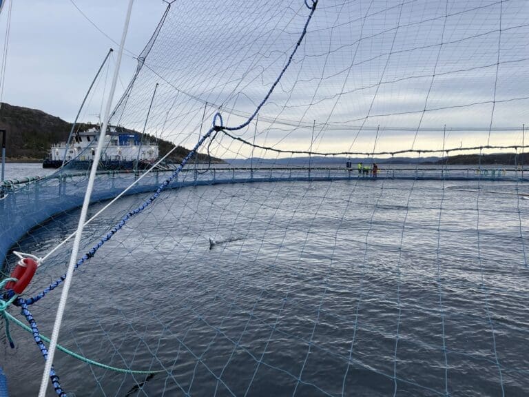 Økte snittvekter sørger for at biomassen legger kraftig på seg