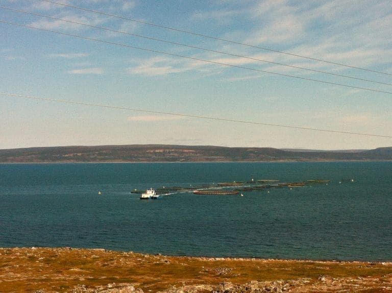 Trafikklys indikerer laksevekst i nord