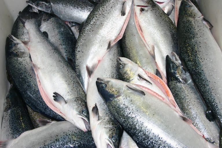 Kan holde laksen fersk en måned