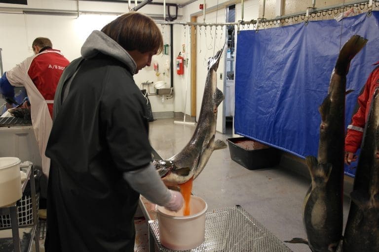 – SalmoBreed og Stofnfiskur bryr seg om ILA og HPR0