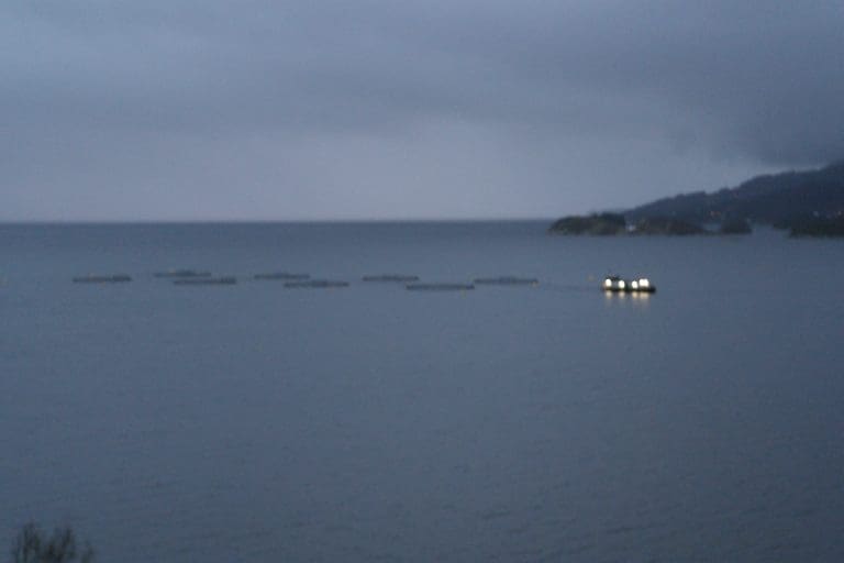 Opphever bekjempelsessonen for ILA i Fusa og Tysnes