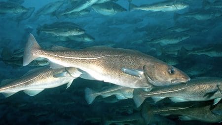 Fjorårets største rømming var ikke av laks – den var av torsk